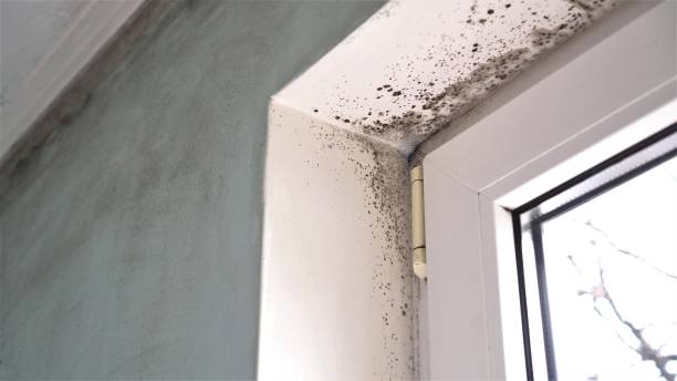 Best Post-Construction Mold Inspection  in Royalton, MN