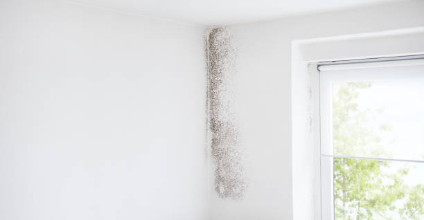 Best Airborne Mold Testing  in Royalton, MN